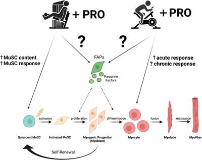 Nutritional Regulation of Muscle Stem Cells in Exercise and Disease: The Role of Protein and Amino Acid Dietary Supplementation